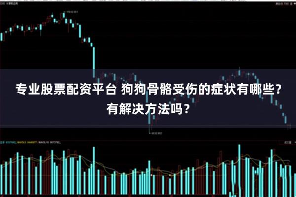 专业股票配资平台 狗狗骨骼受伤的症状有哪些？有解决方法吗？